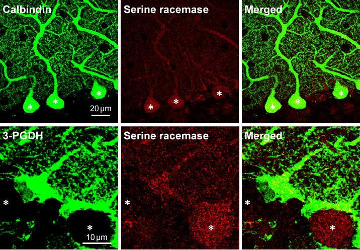 Supplementary Figure 10 Expression pattern of serine racemase in the cerebellum of a wild-type mouse.
