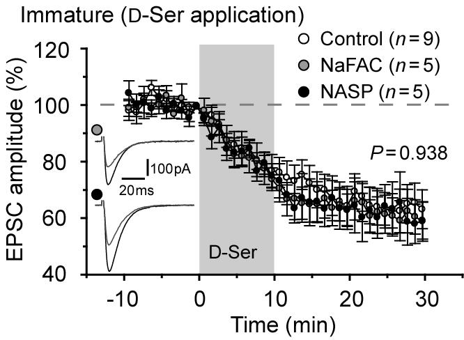 Supplementary Figure 14 D-Ser-mediated PF-EPSC rundown in immature WT cerebellar slices treated with NaFAC or NASP.
