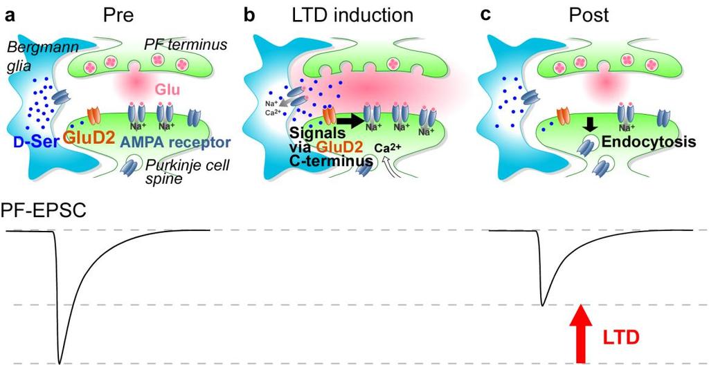 Supplementary Figure 17 D-Ser GluD2 interaction that triggers cerebellar LTD in developing mice.