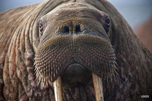 As sea ice melts, some say walruses need better protection 13 October 2018, by Dan Joling the Center for Biological Diversity petitioned to do the same for walruses. However, the U.S.