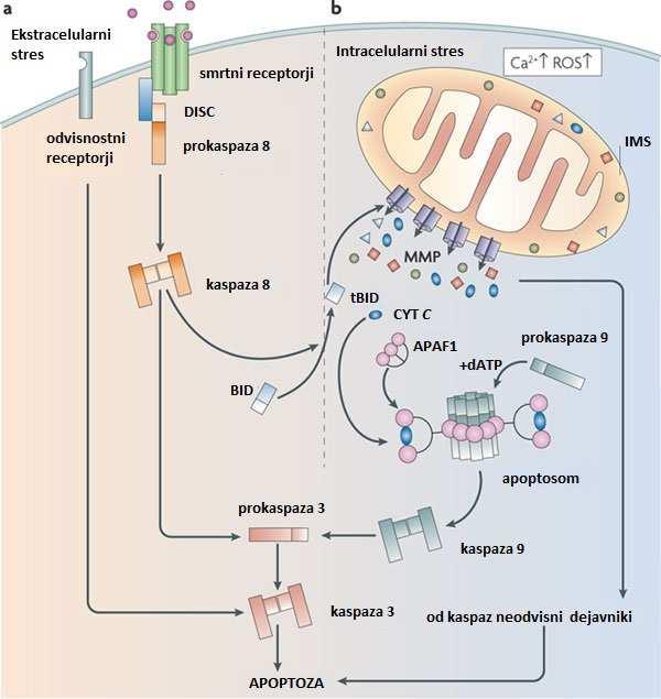 1.2.1 Mehanizem apoptoze Osrednjo vlogo v procesu apoptoze imajo kaspaze, ki so visoko specifčni proteolizni encimi iz skupine cisteinskih proteaz.