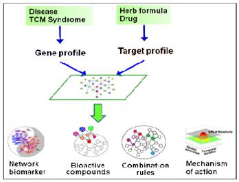 biomarkers or active herbal ingredients, reveal drug-gene-disease associations, and screen synergistic herbal compounds by evaluating feedback, redundancy and modularity properties from target
