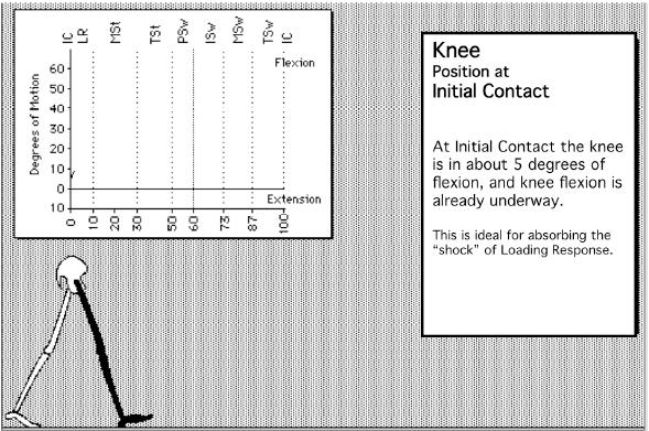 Initial Contact Knee