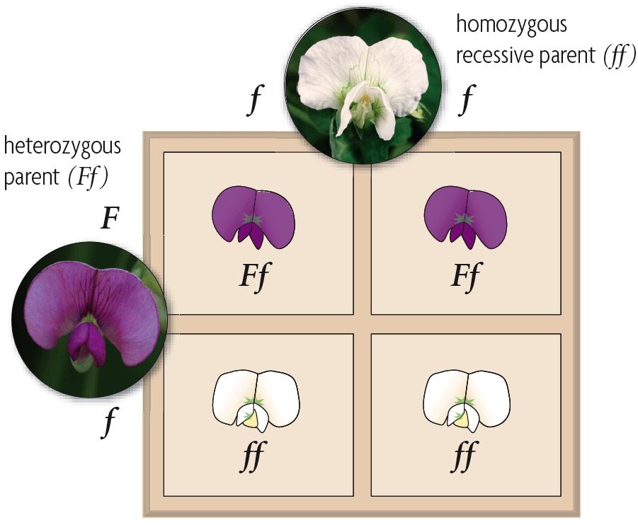heterozygous-homozygous recessive 1:1 heterozygous:homozygous recessive; 1:1 dominant:recessive A