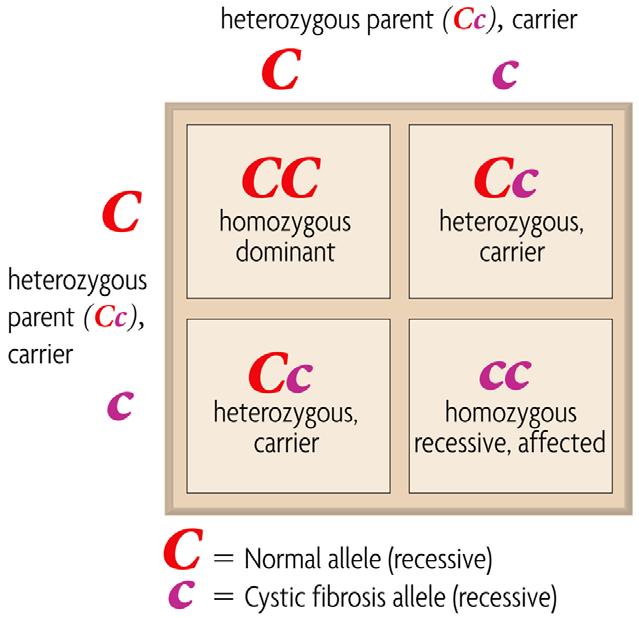 Mendel s rules of inheritance apply to autosomal genetic disorders.