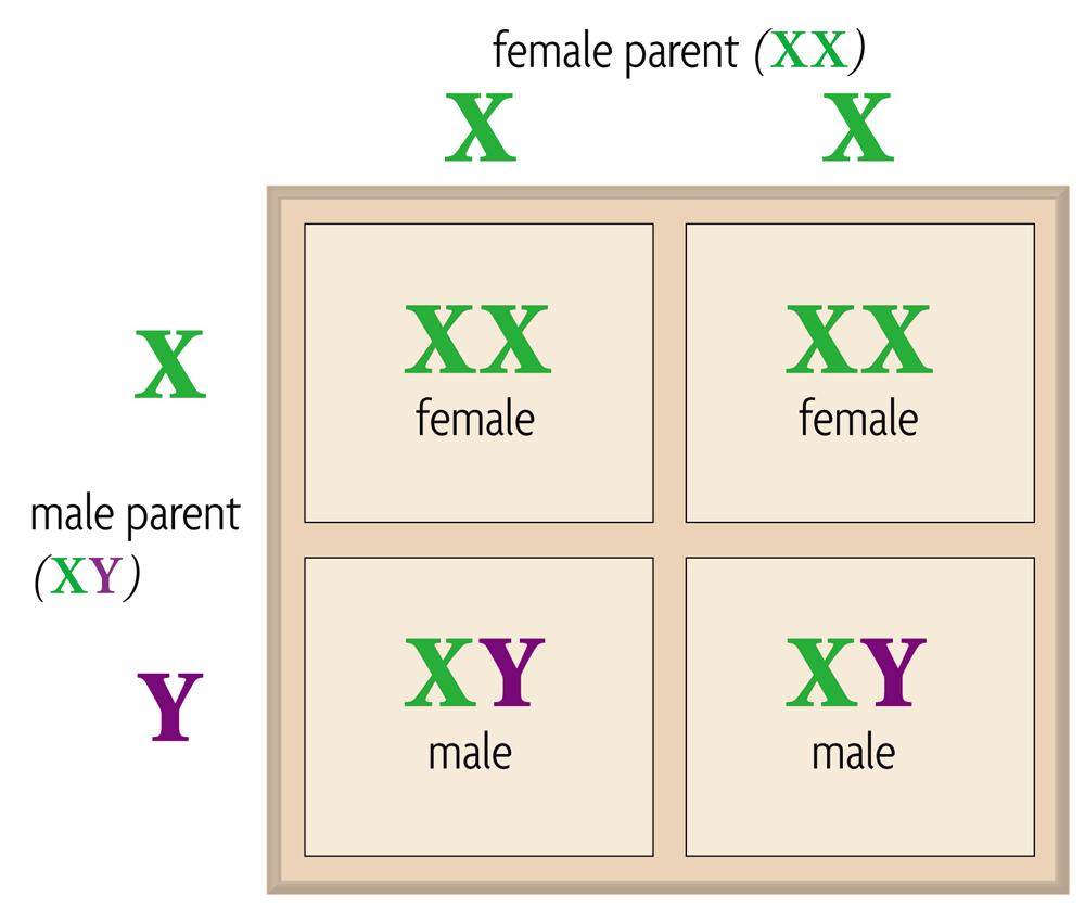 Males and females can differ in sex-linked traits. Genes on sex chromosomes are called sex-linked genes.