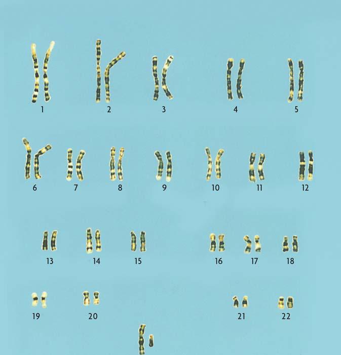 Several methods help map human chromosomes.