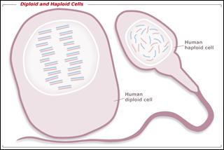 Humans have chromosomes. We get from each parent. Cells with the normal number of chromosomes for that organism are said to be (i.e. ) Some cells have half the number of chromosomes are said to be (i.