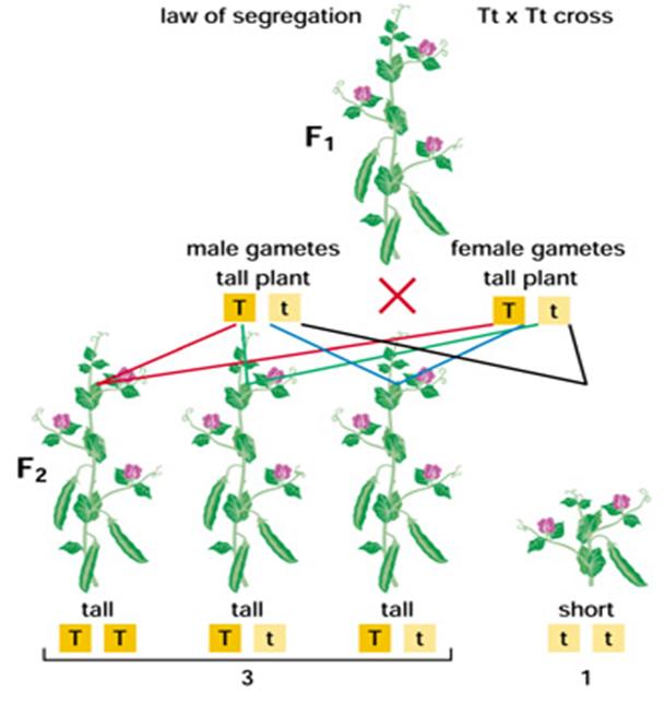 The opposing trait, therefore, should be recessive (only expressed if it is the only allele present).