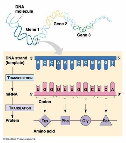 Building Proteins - Translation mrna is transported out of the nucleus and is translated into protein