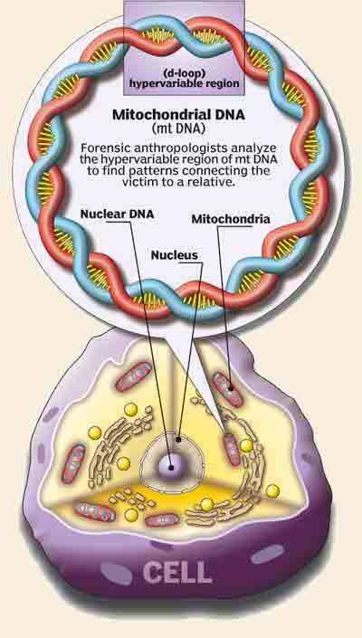 Mitochondrial DNA Maternally