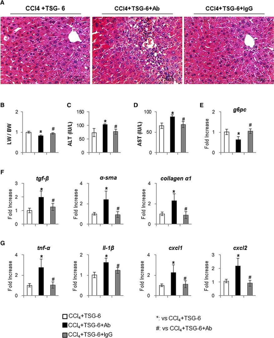 Wang et al. Stem Cell Research & Therapy (2015) 6:20 Page 12 of 14 Figure 9 Neutralization of TSG-6 by TSG-6 antibody attenuates the restoration effect of TSG-6 in liver of CCl 4 + TSG-6-treated mice.