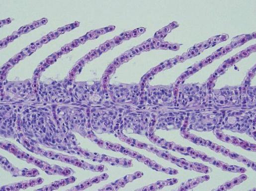 AB-PAS (ph 2.5) reaction. (d) 200 µg/l. Hyperplasia of the lamellar epithelium ( ). H&E stain. in various experiments.