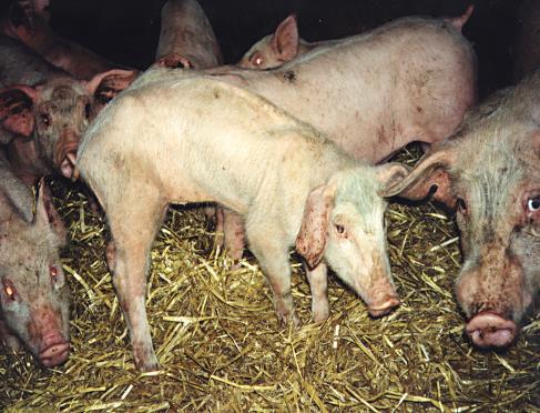 transmitted fecal-oral PCV2 (1997) pig pathogen: postweaning multisystemic wasting syndrome (PMWS) 75%