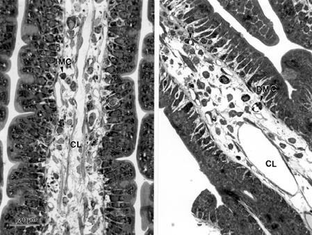a. b. Figure 1. Light micrographs of longitudinally cut thick sections of parts of villi from a quiet rat (a) and a noise rat (b). The sections were stained with toluidine blue.