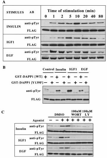 Tyrosine phosphorylation of the dual adaptor of phosphotyrosine and 3-phosphoinositides 607 Figure 1 DAPP1 is phosphorylated at Tyr 139 in stimulated cells (A) HEK-293 cells were transiently