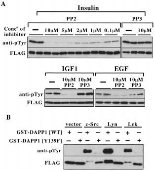 608 S. Dowler and others Figure 3 Phosphorylation of DAPP1 at Tyr 139 by Src-family kinases in vivo (A) HEK-293 cells were transiently transfected with DNA constructs expressing wild-type GST DAPP1.
