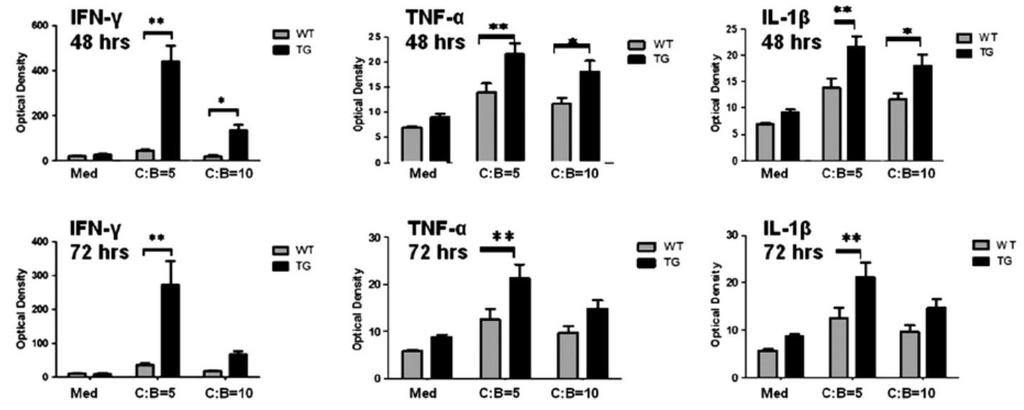 Cytokine Secretion by Activated TG and