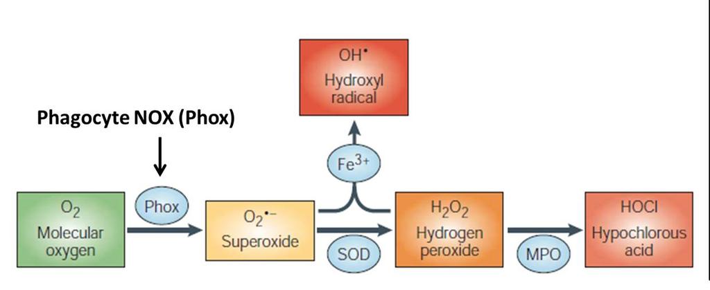 Generation of Superoxide from NADPH