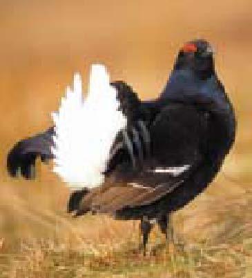 Grouse, a lekking species Mate Choice Two broad categories: Resource based