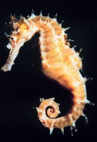 Example: Sea Horse