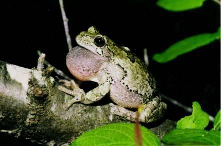 Good Genes Example Gray Tree Frog