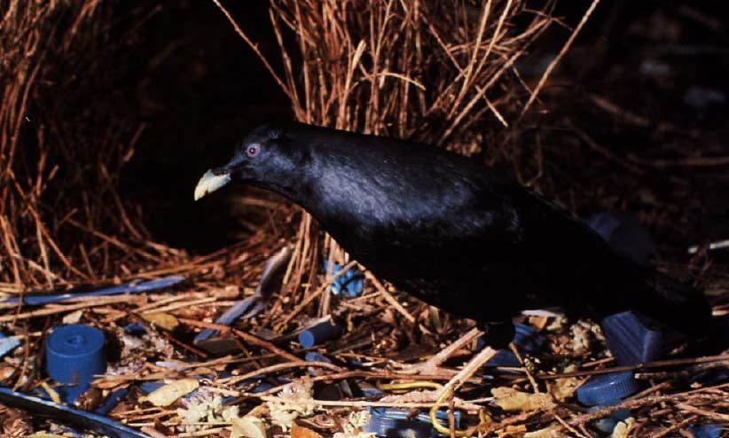 Bowerbirds An example of sexual selection in a lekking species: Males build and decorate courtship arenas, called bowers, on leks for