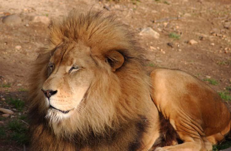African Lion: Mane is used for protection