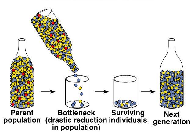 Bottleneck effect When large population is drastically reduced by a disaster famine, natural disaster, loss of