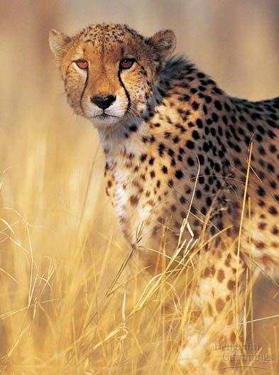 Cheetahs All cheetahs share a small number of alleles less than 1% diversity as if all cheetahs