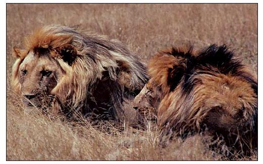 The lion s mane Females are attracted to males with larger, dark