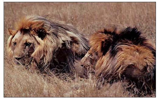 The lion s mane Sexual selection may act in opposition to natural selection!
