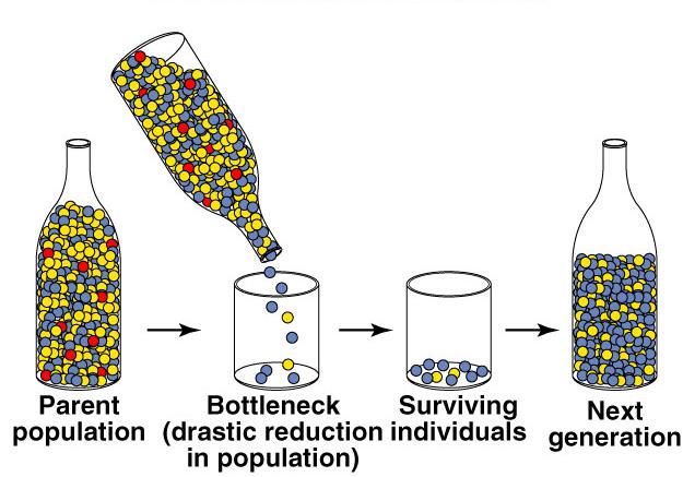 Bottleneck effect When large population is drastically reduced by a disaster famine, natural disaster, loss of