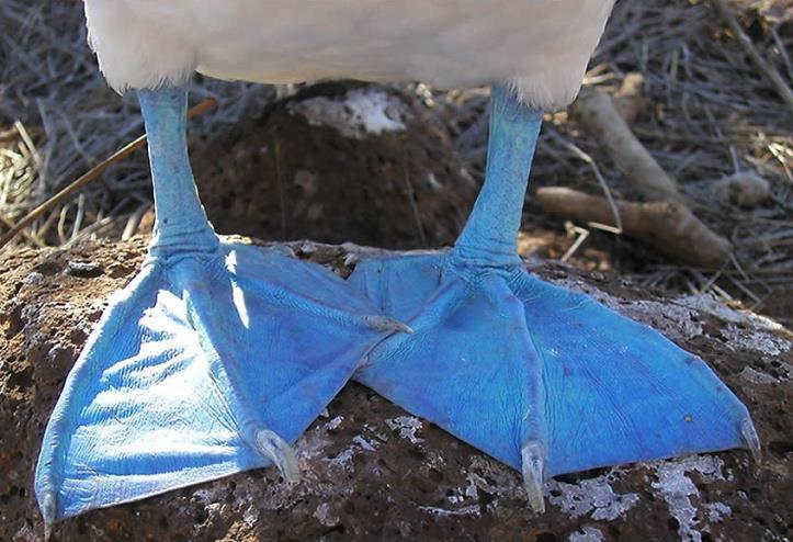 calls reproductive isolation Blue footed