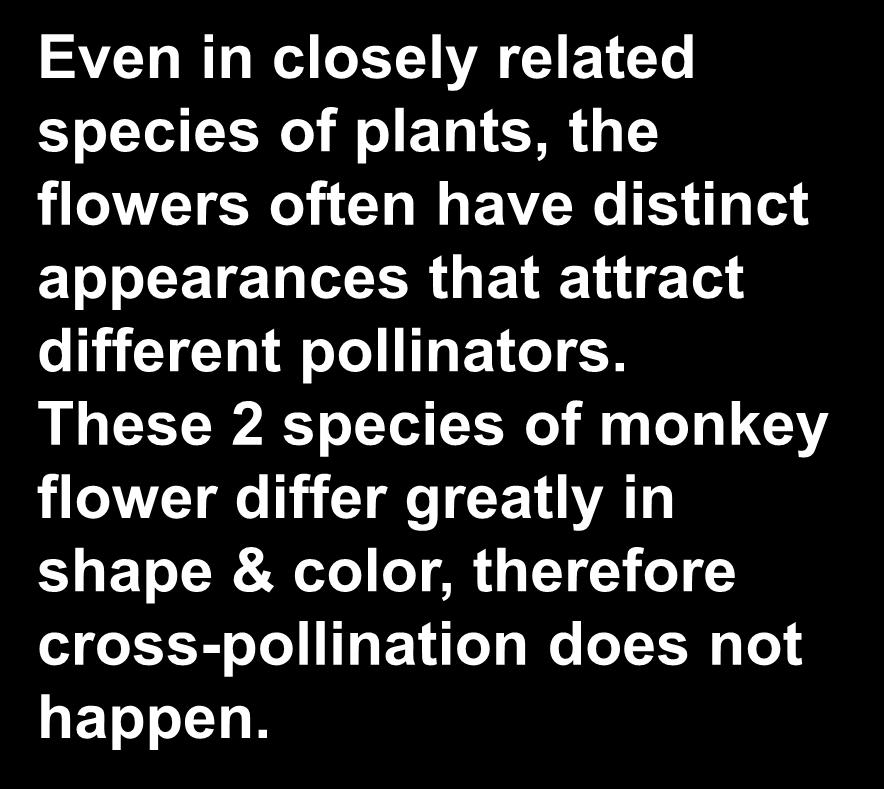 related species of plants, the flowers often have distinct
