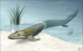 Tiktaalik fish with hands Discovered in 2004 Intermediate between fish and land-living animals Discovered in rocks from 375