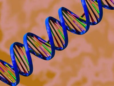 Evidence for Evolution Shared Genetic Code The genetic code of