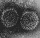 Bovine herpesvirus 1 Virus classification Group:Group I (dsdna)