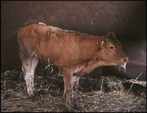 young calves Bronchiolitis and