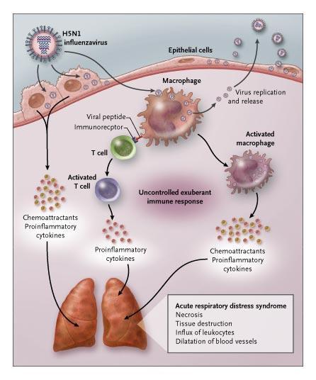 PATHOGENESIS VIRUS Apoptosis of leukocytes (CD4+) Down-regulation of type 1