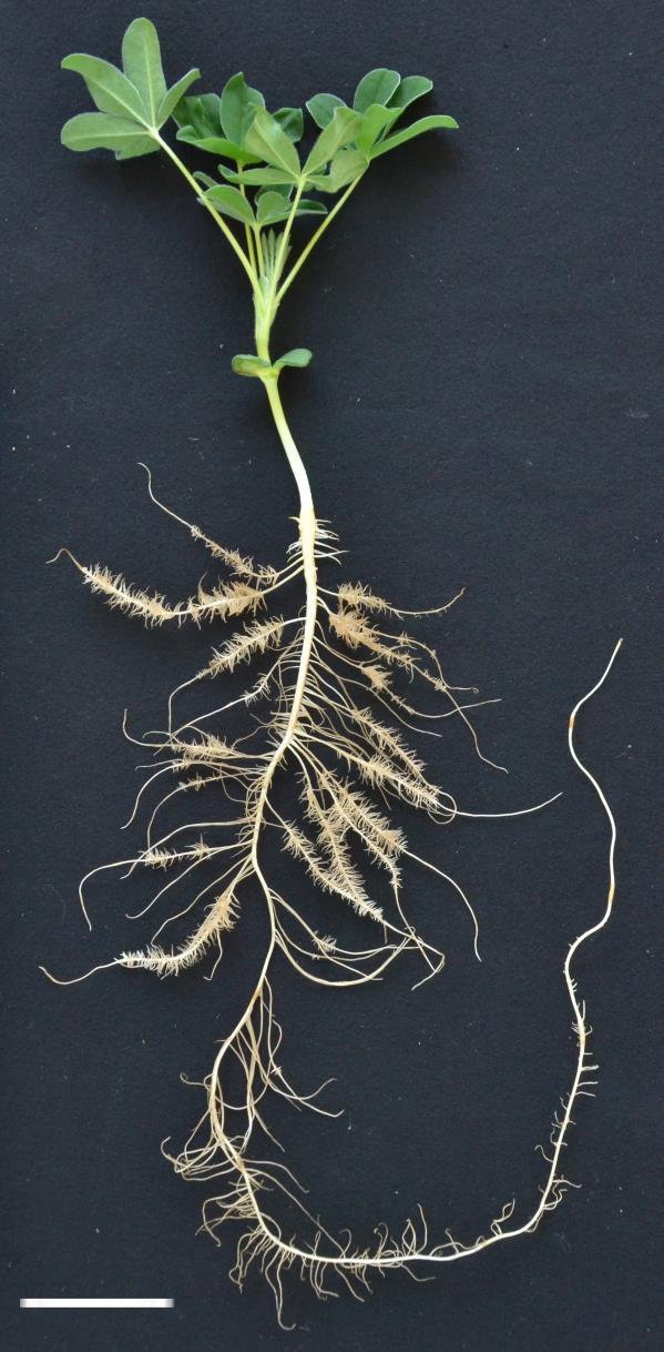 The different stges of CR development MA Growth ctivity of lterl rootlets stops Meristem dies Dense covering with long root hirs Induction of cluster root ctivity Intense extrusion of protons,