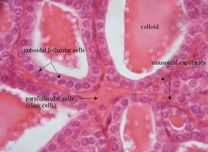 Thyroid Histology Follicular cells produce the colloid (contains