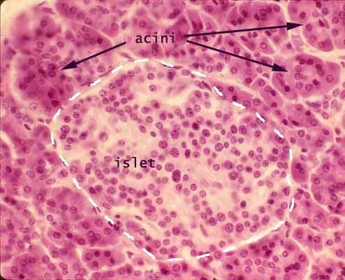 Pancreas Acinar cells secrete digestive enzymes (exocrine) Islet