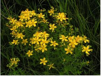 Topic 5 Day 2 Homework #2: Activities 5 9 & 5 11 Saint John's Wort A study concluded that the herb Saint John'swort is no more effective than a placebo at relieving major depression.