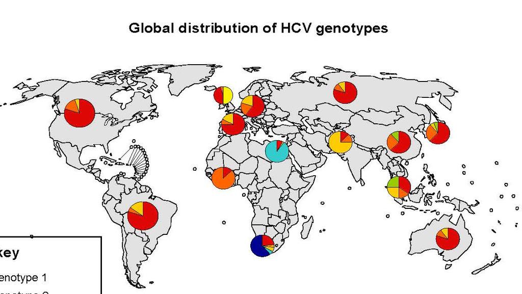 HCV Genotype Genotypes 1-6 Can impact disease progression Genotype 3: associated with steatohepatitis