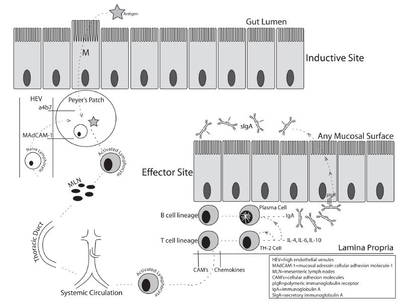which encloses the central lamina propria (LP) (effector sites) Schematic representation of a typical mucosal immune response. Hermensen Langenbecks Arch Surg.