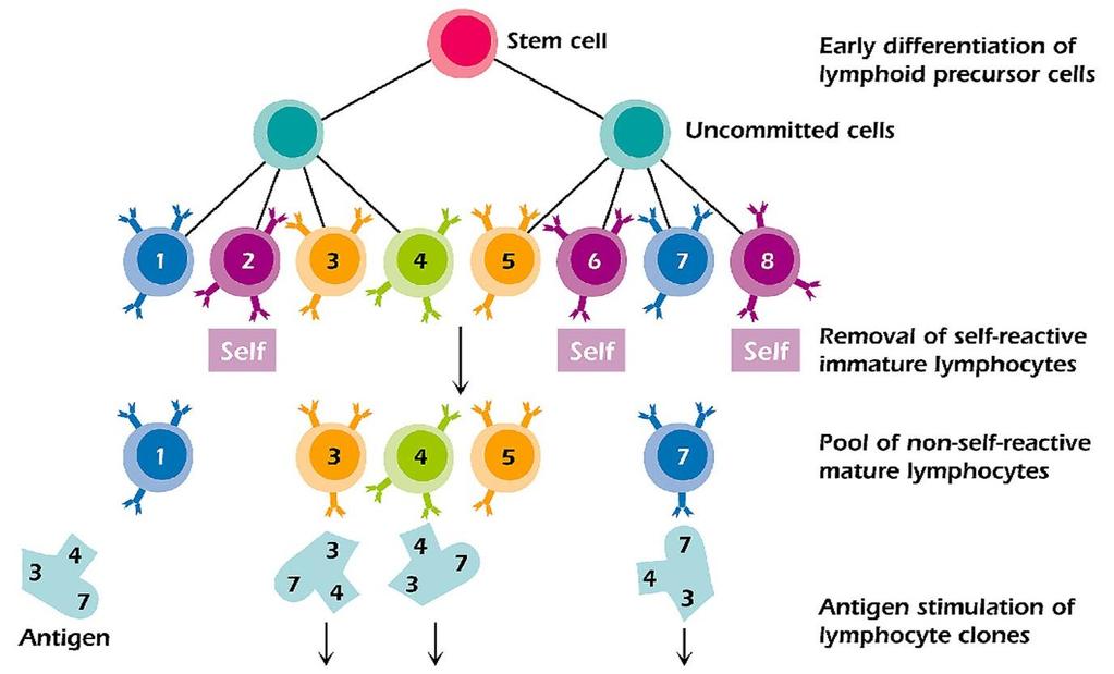 Pathway for development and activation of B cells Clones of immature B cells Clones of dormant