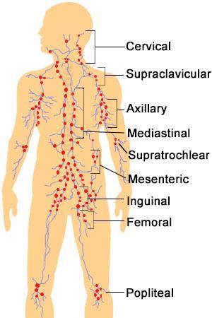 Anatomical distribution of lymph nodes in lymphatic system: major site of immune