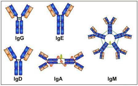 Five classes of Abs (immunoglobulins or Igs)