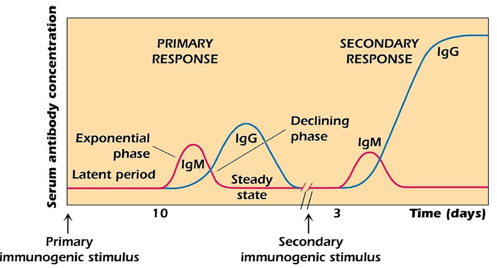 Kinetics of humoral immune response ( Booster ) Secondary response is